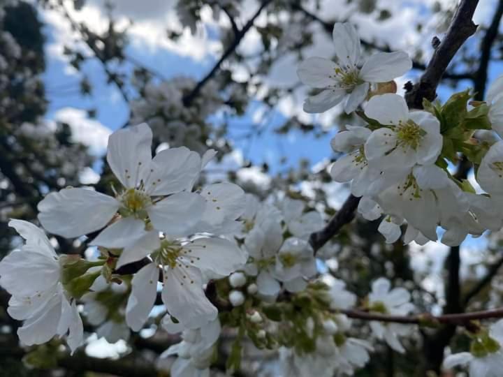 Helena Apartman Cserszegtomaj Exteriér fotografie